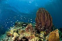 Dominica Scuba Diving Holiday - Caribbean.